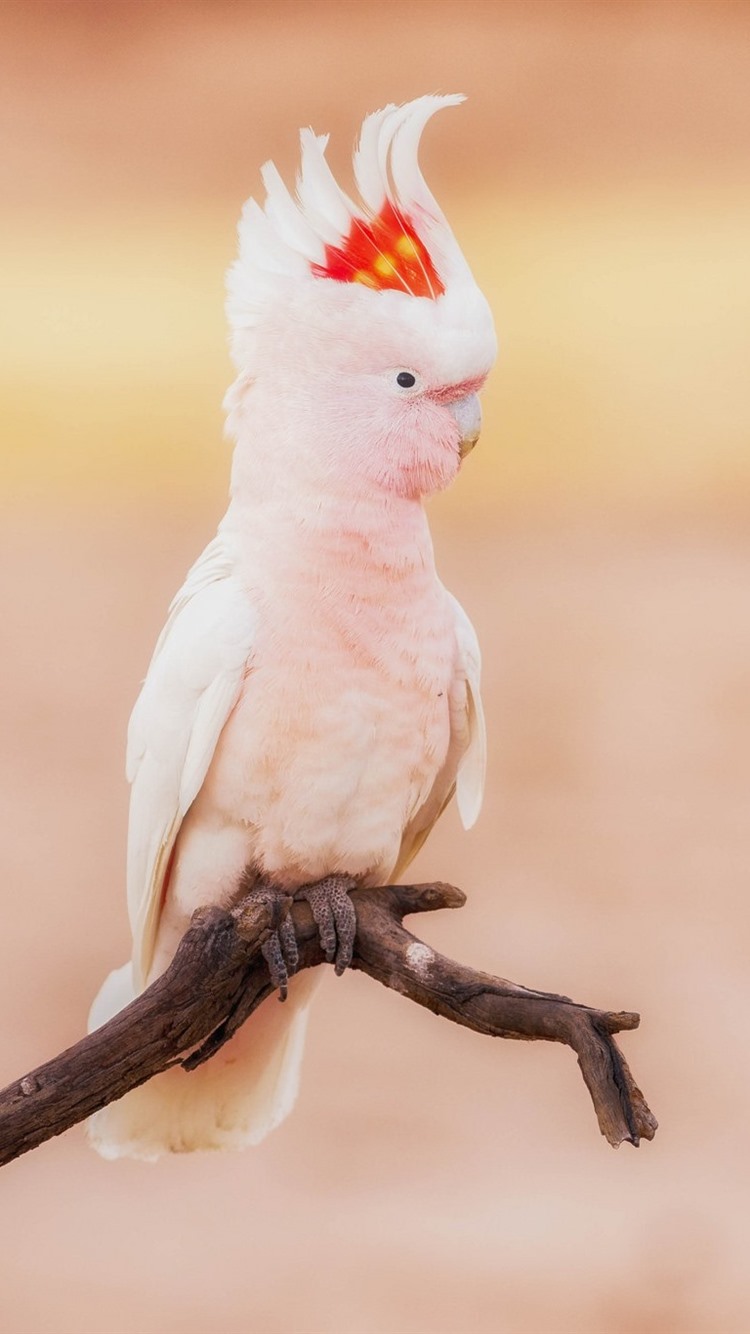 Cockatoo, White Parrot 750x1334 IPhone 8 7 6 6S Wallpaper, Background, Picture, Image