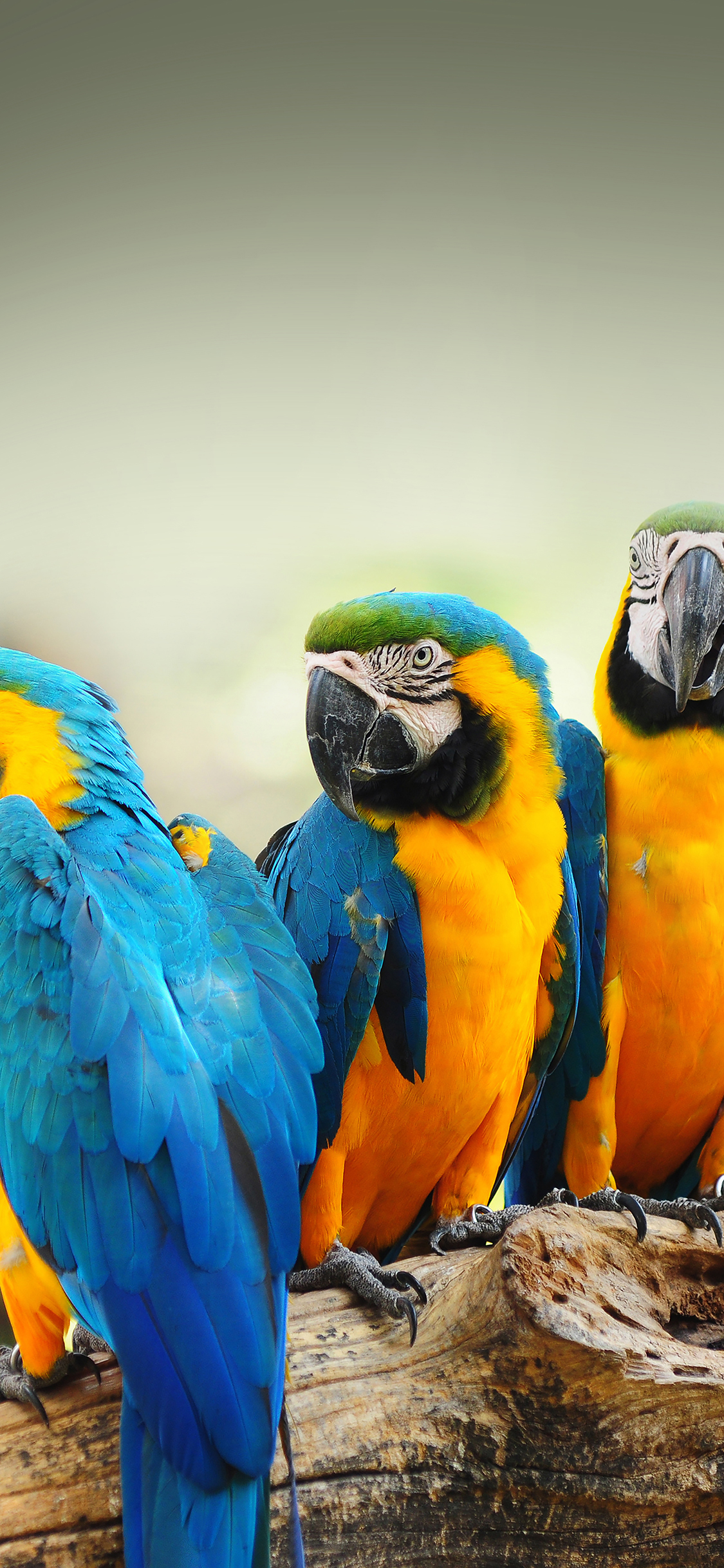 iPhoneXpapers bird animal nature