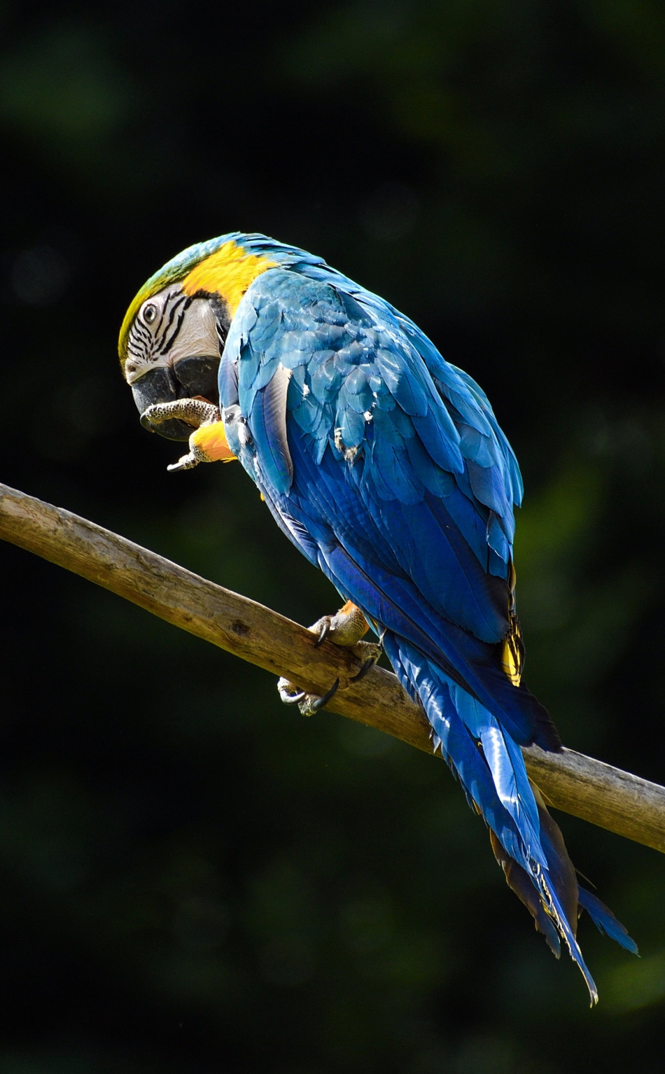 Download blue, macaw, parrot 950x1534 wallpaper, iphone, 950x1534 HD image, background, 5255