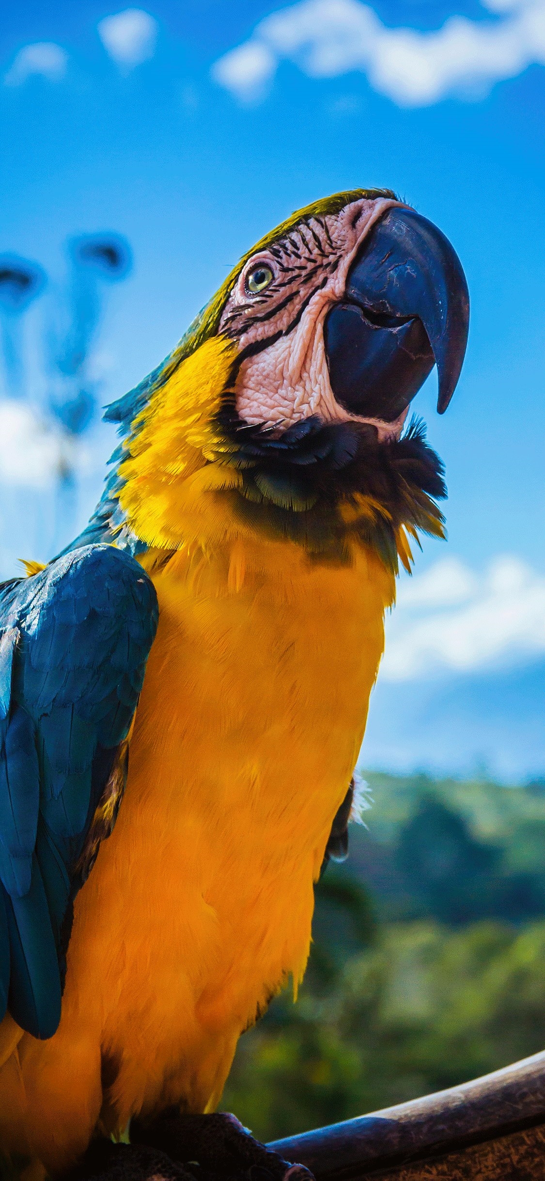 Parrot iPhone Wallpapers Wallpaper Cave