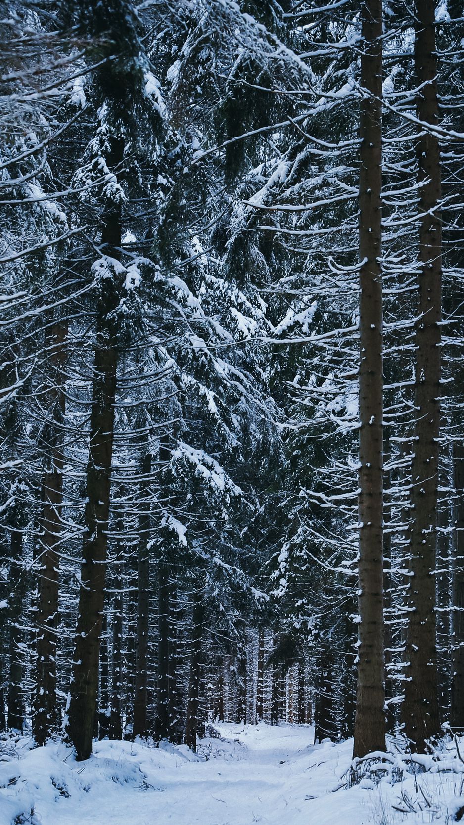 Download Wallpaper 938x1668 Forest, Winter, Trees, Snow Iphone 8 7 6s 6 For Parallax HD Background