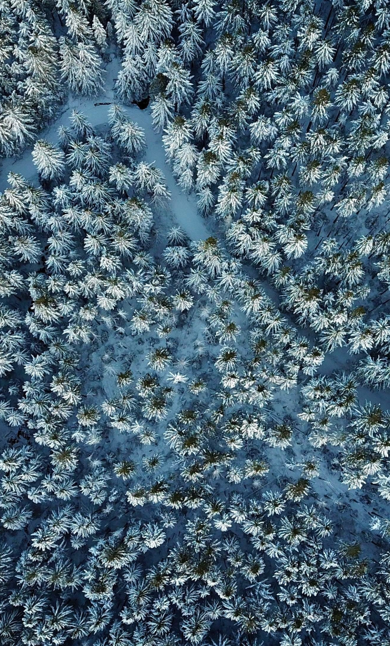 Download winter, pine tree, nature, aerial view 1280x2120 wallpaper, iphone 6 plus, 1280x2120 HD image, background, 15544