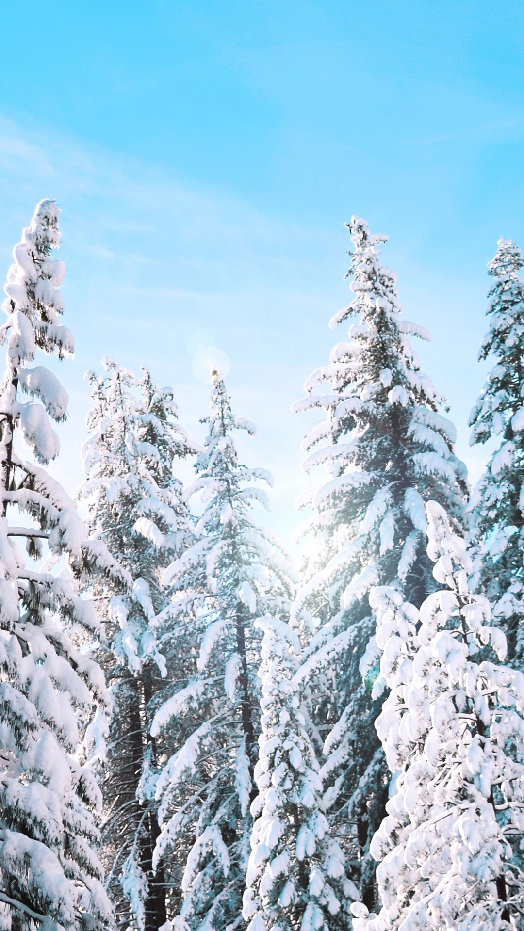 Download Sunny Winter Pine Trees HD wallpaper iPhone 6 / 6S Plus