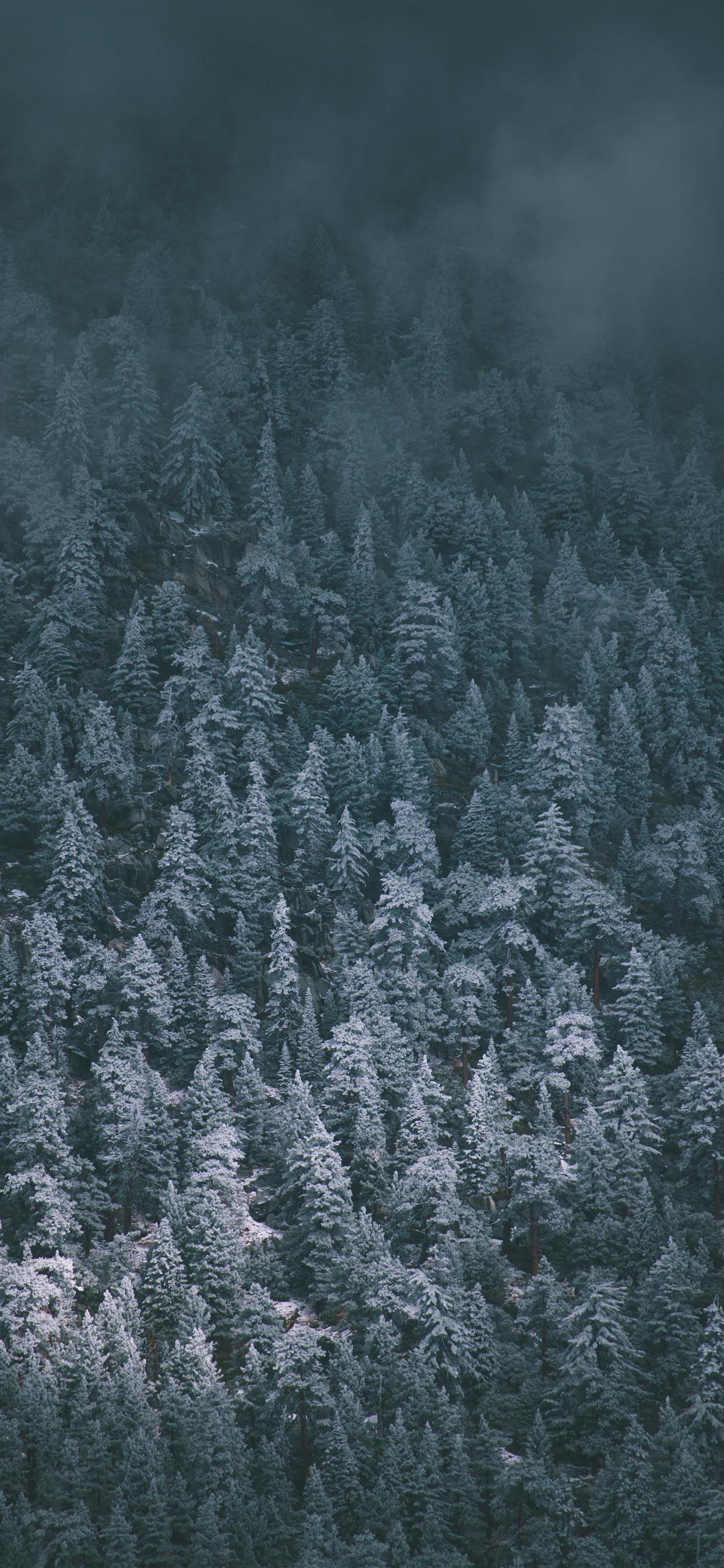 Snow Covered Pines iPhone Wallpaper Free Download