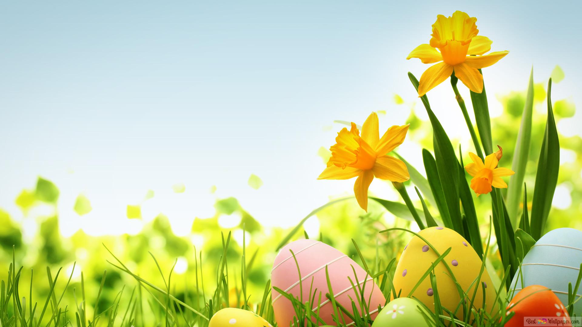 Colorful easter eggs HD wallpaper download