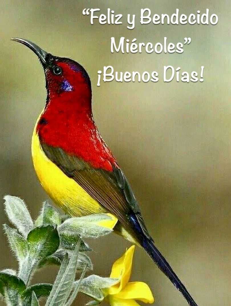 Buenos Días Wallpapers Wallpaper Cave