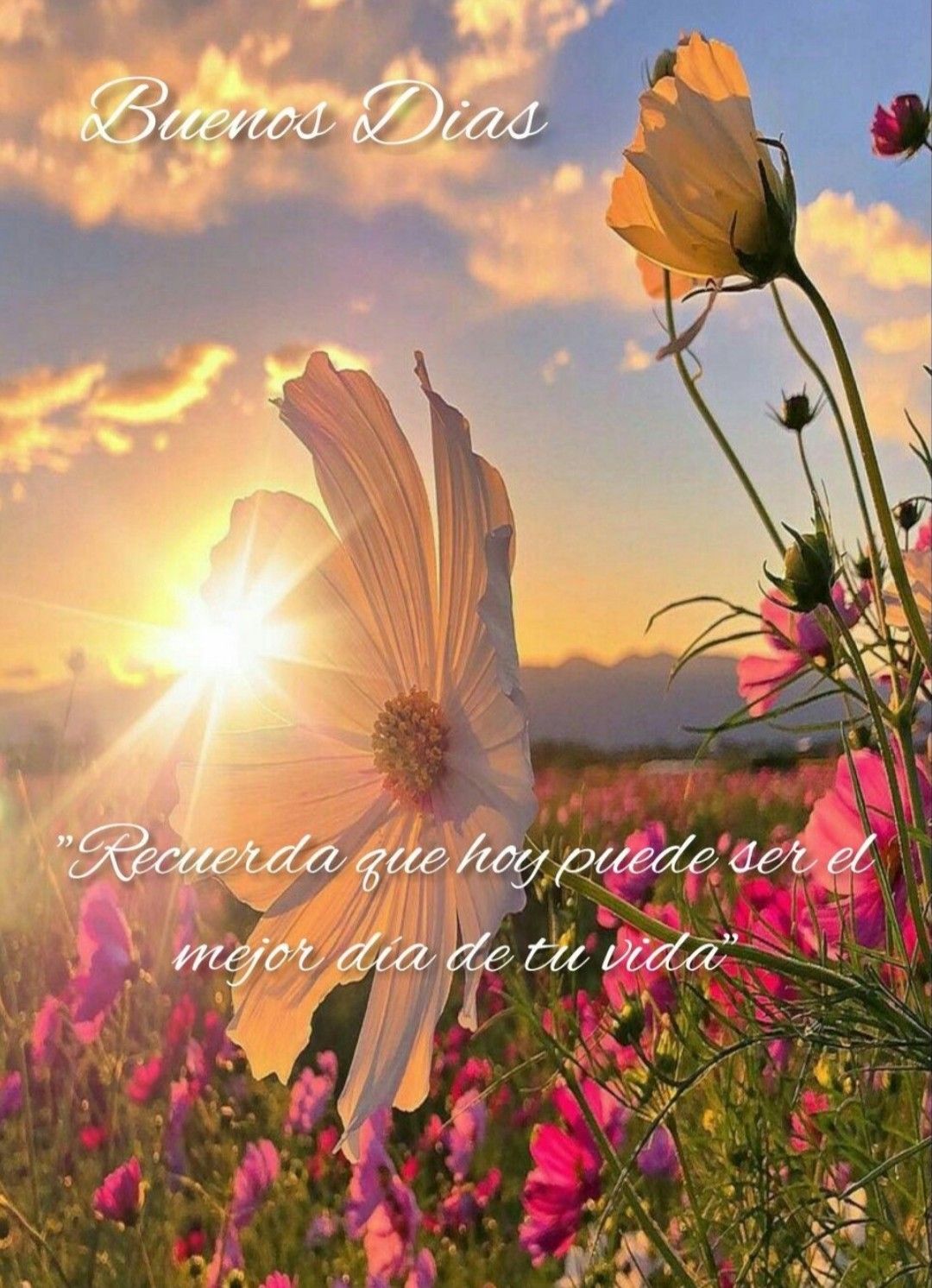 Buenos días!!. Purple flowers wallpaper, Cosmos flowers, Wallpaper nature flowers