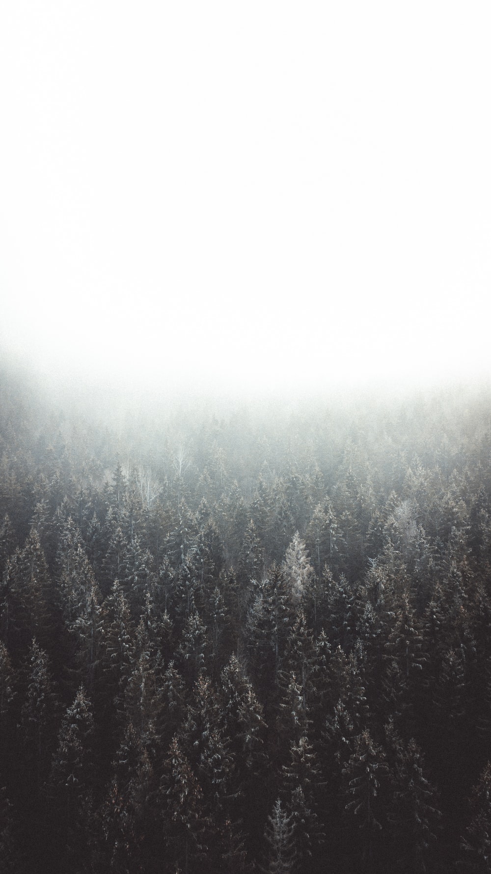 Foggy Background Picture. Download Free Image