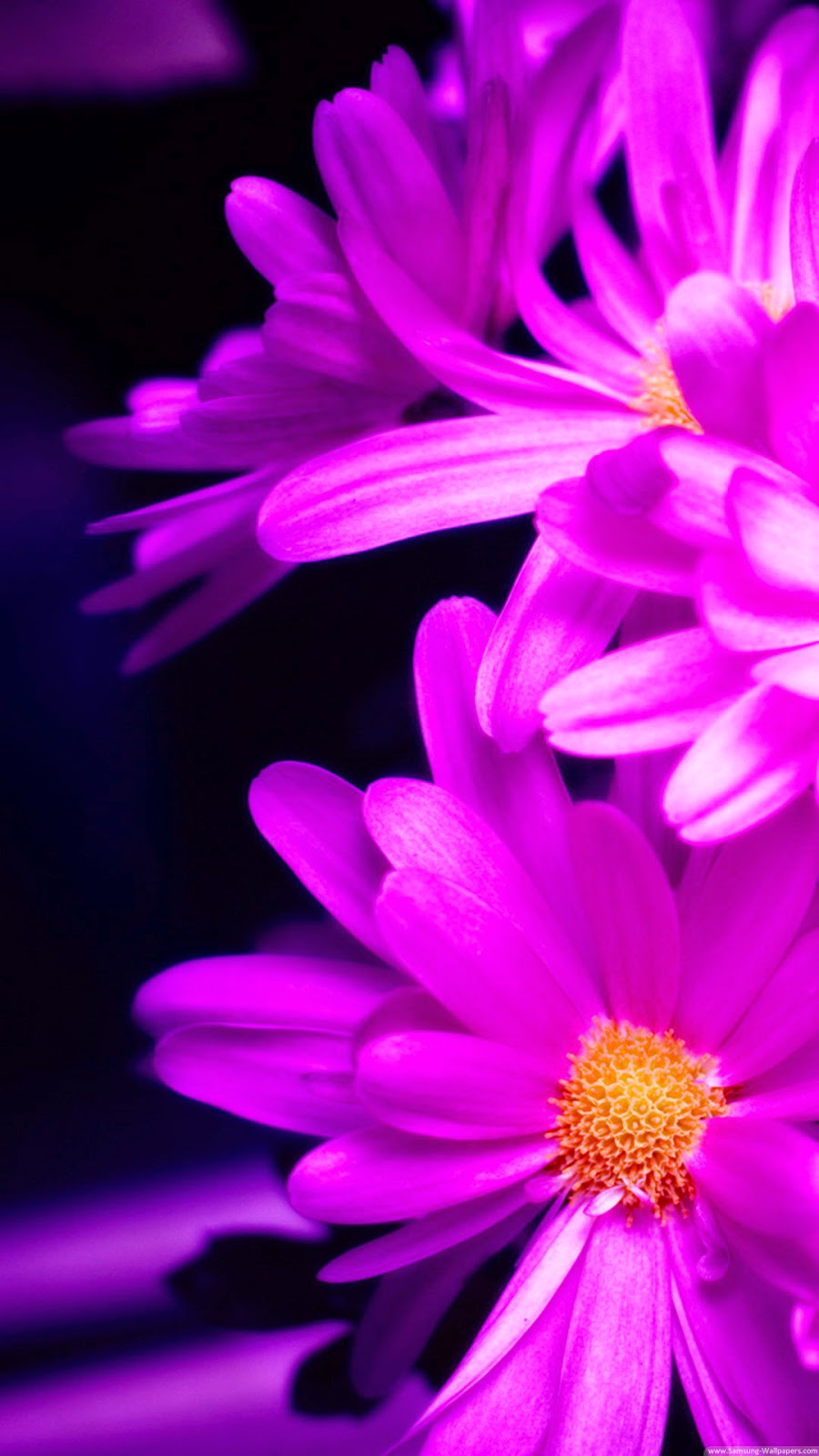 Hd iPhone Wallpaper Purple Flower