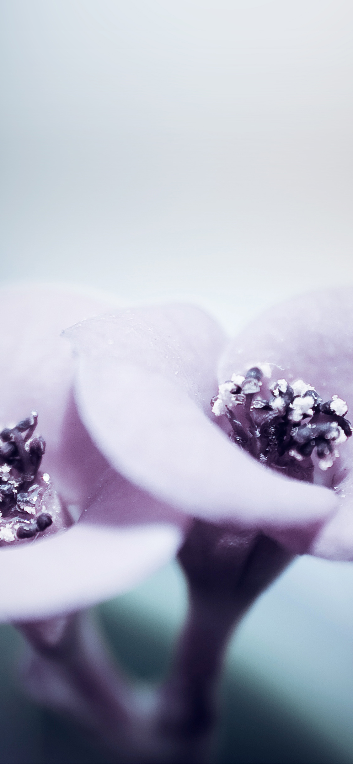 Beautiful iPhone Wallpaper Flower