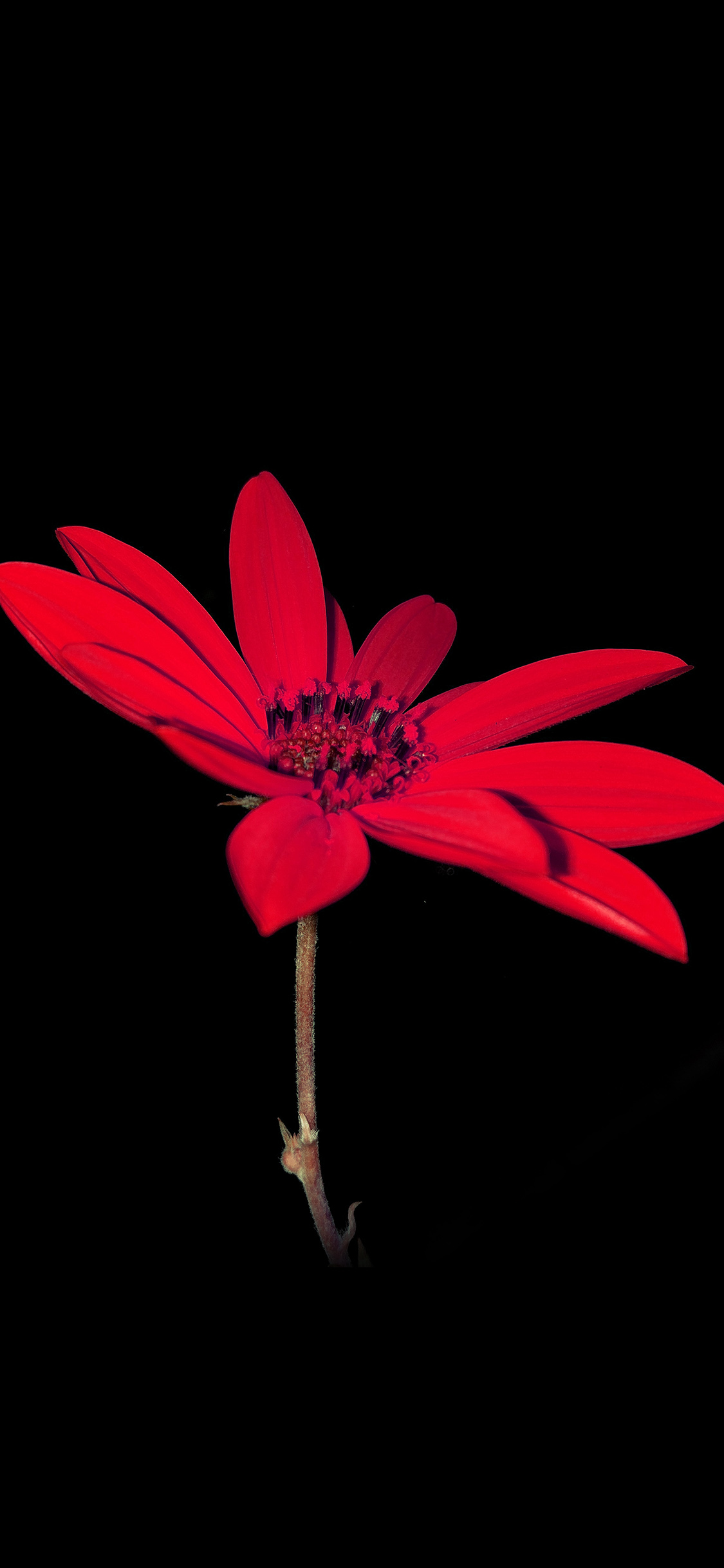 iPhone X wallpaper. flower red nature art dark minimal simple