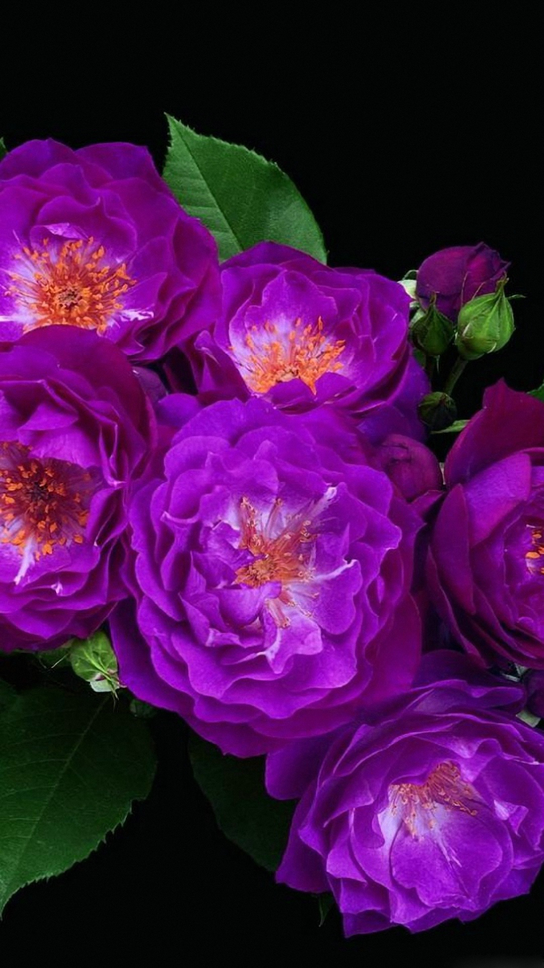 Flower iPhone Wallpaper