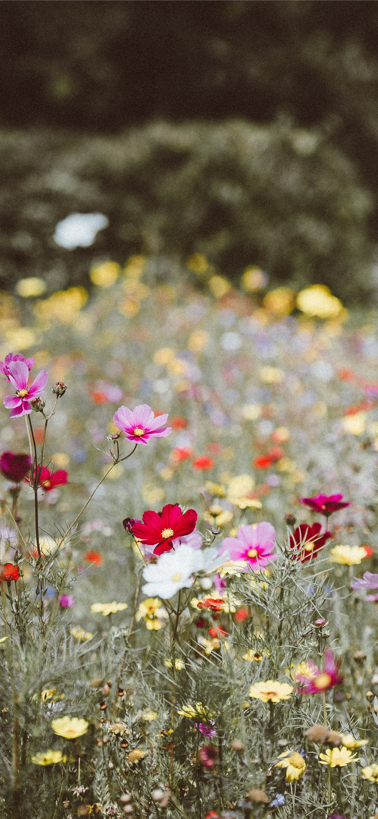 Best Flowers iPhone HD Wallpaper
