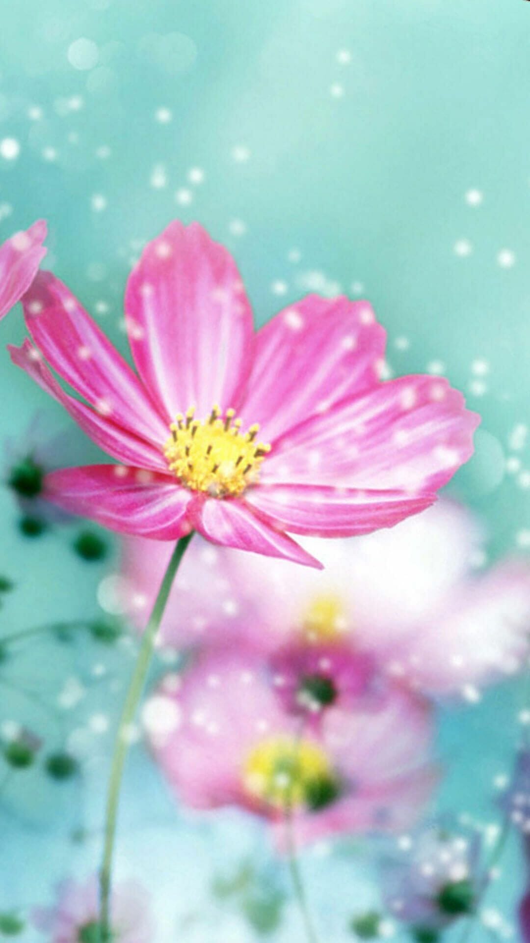 Wallpaper.wiki Spring Flower IPhone 7 Wallpaper PIC WPB004573 (2022)