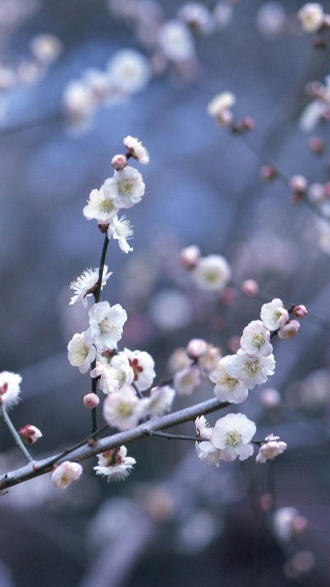 Hd Flower Wallpaper iPhone Wallpaper & Background Download