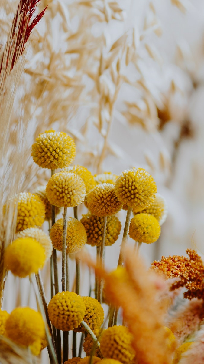 Yellow flowers iphone wallpaper background