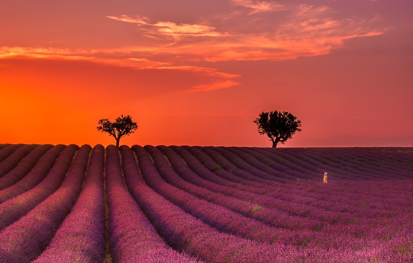 Wallpaper summer, night, lavender image for desktop, section природа
