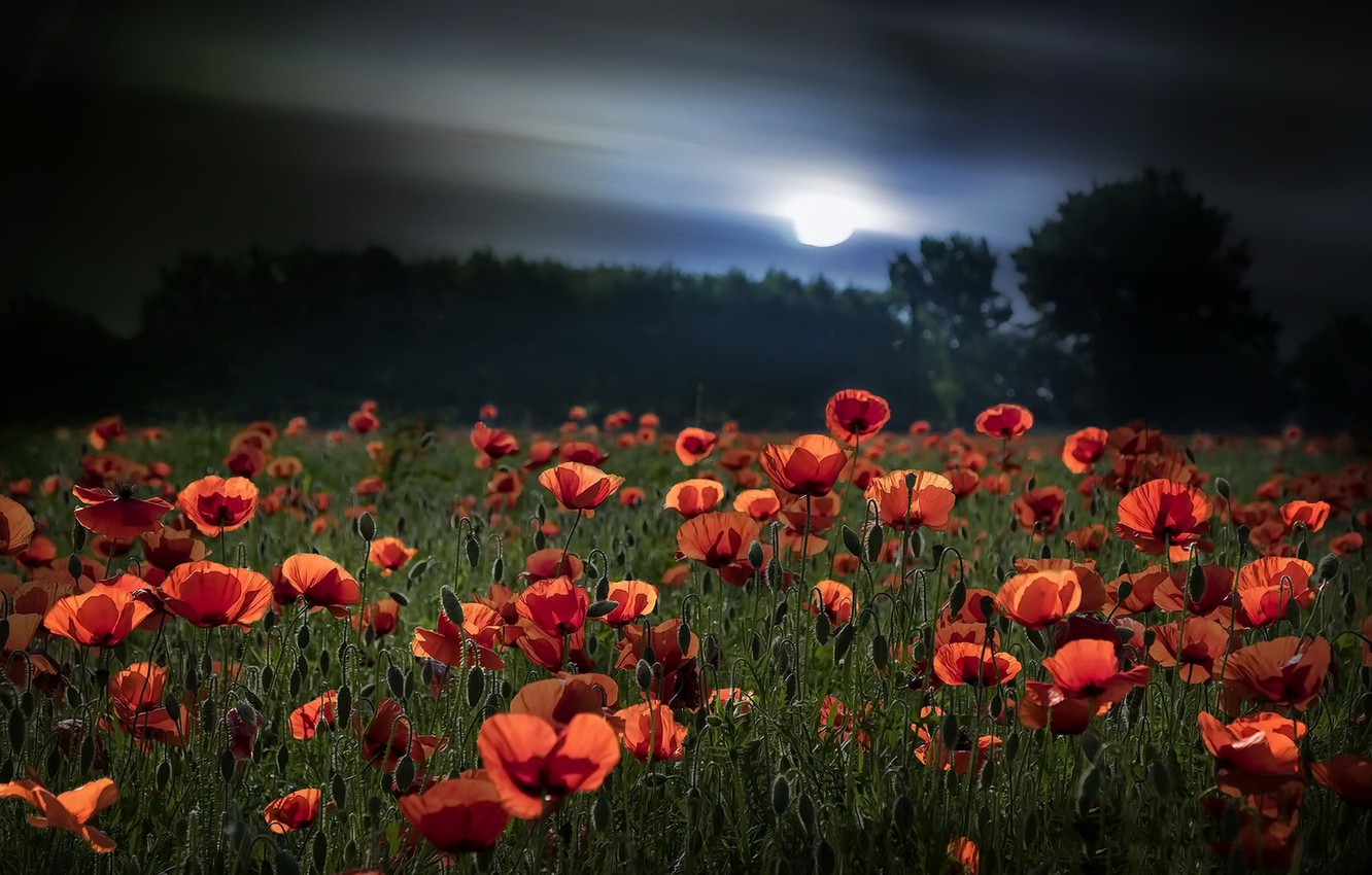 Wallpaper summer, night, nature, Maki image for desktop, section природа