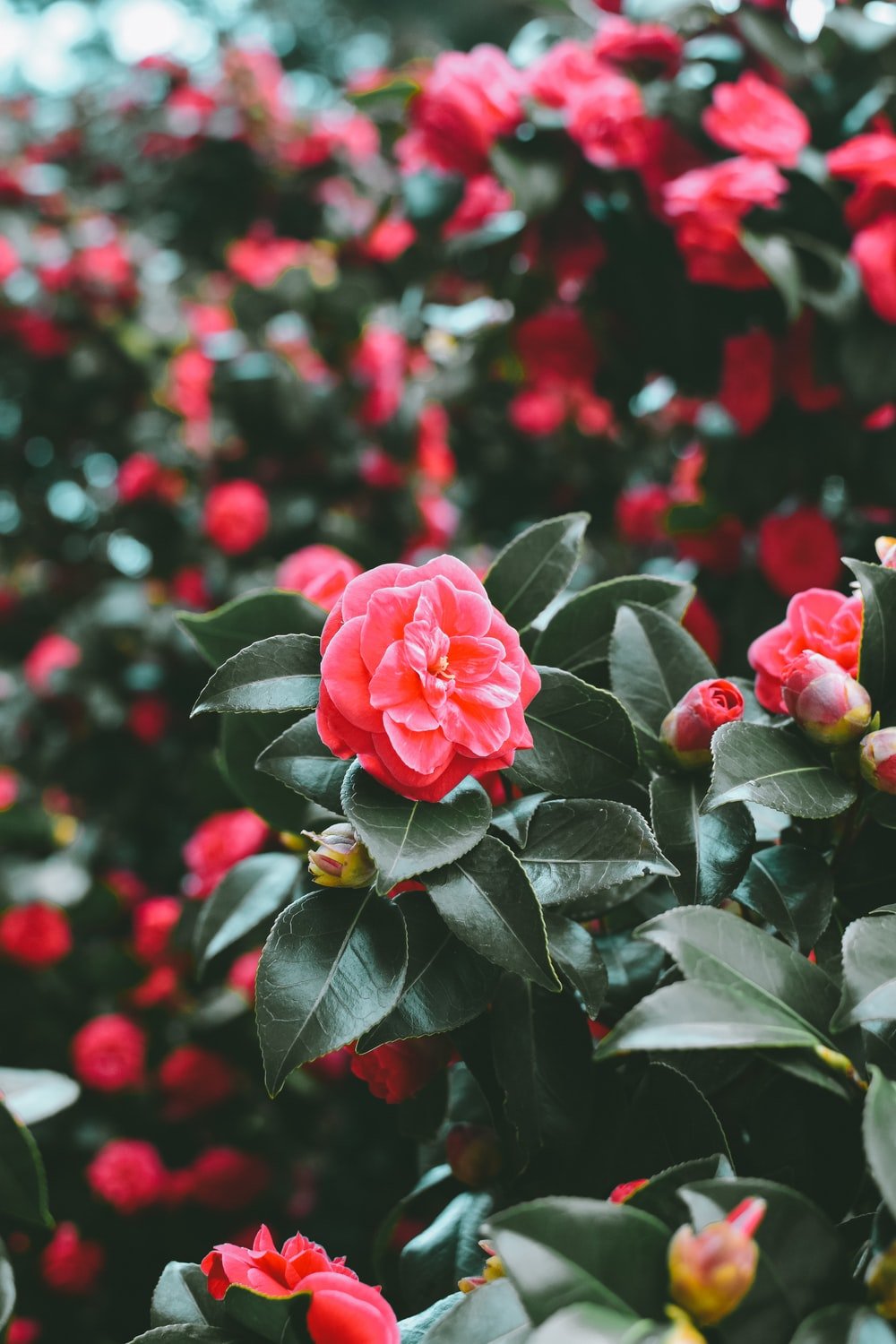 Rose Tree Picture. Download Free Image