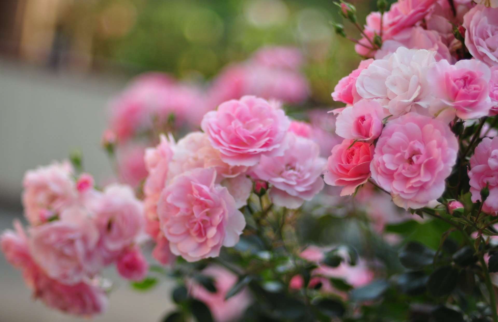 Rose Bush HD Wallpaper and Background Image