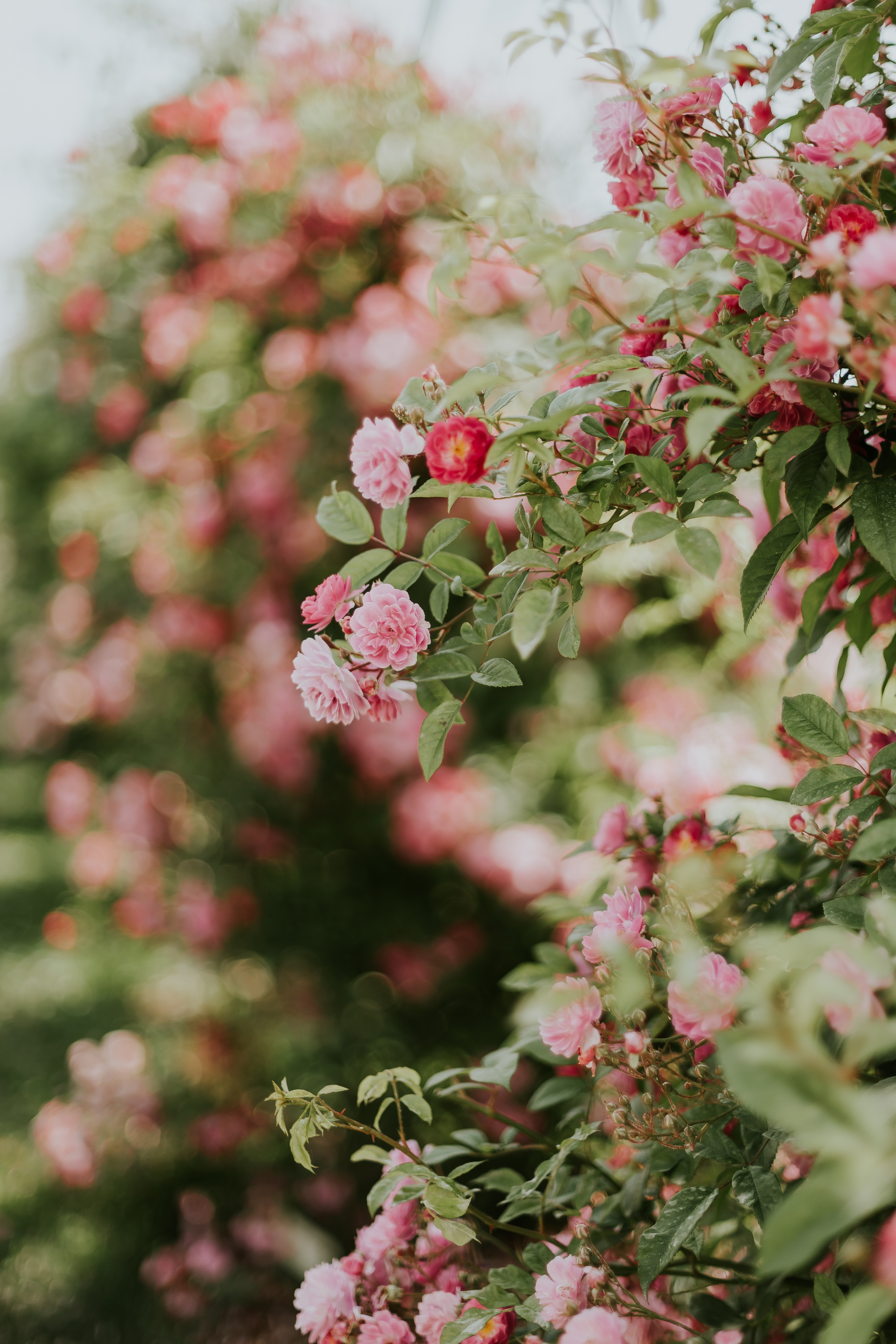 Download wallpaper 3496x5244 flowers, rose, bush, bloom, plant HD background