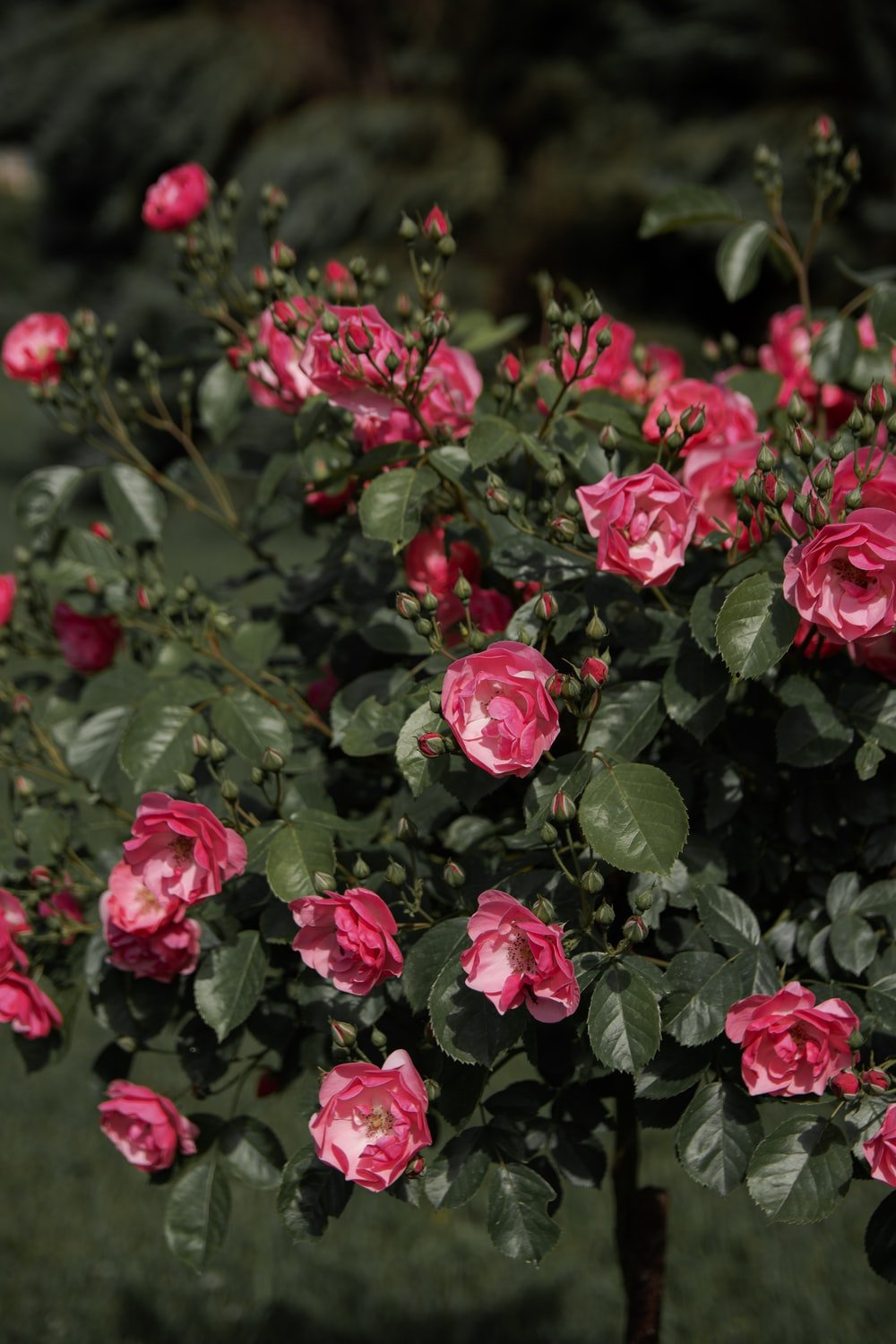 Rose Tree Picture. Download Free Image