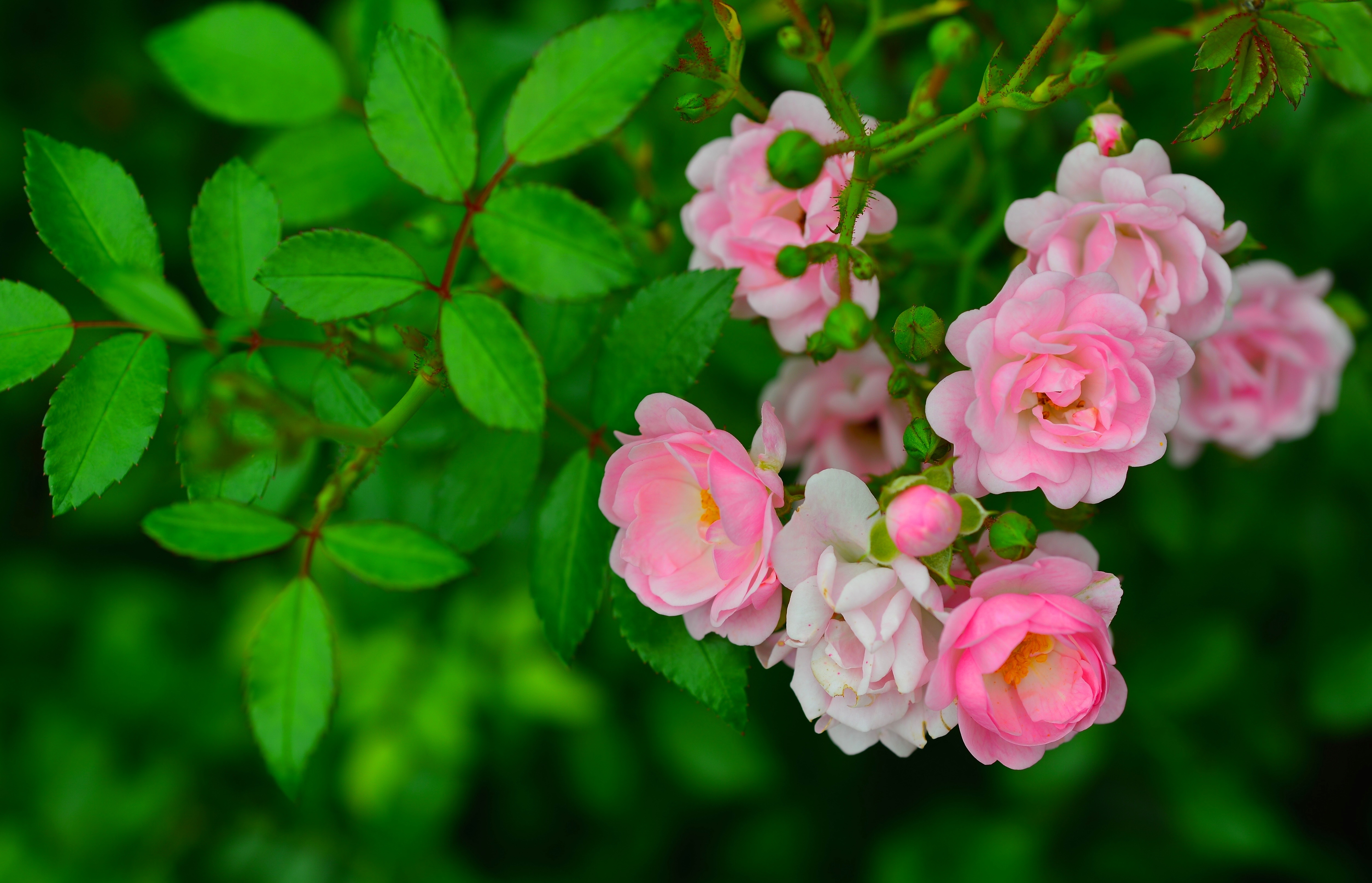 Flower Leaf Pink Flower Rose Rose Bush Wallpaper:5018x3231