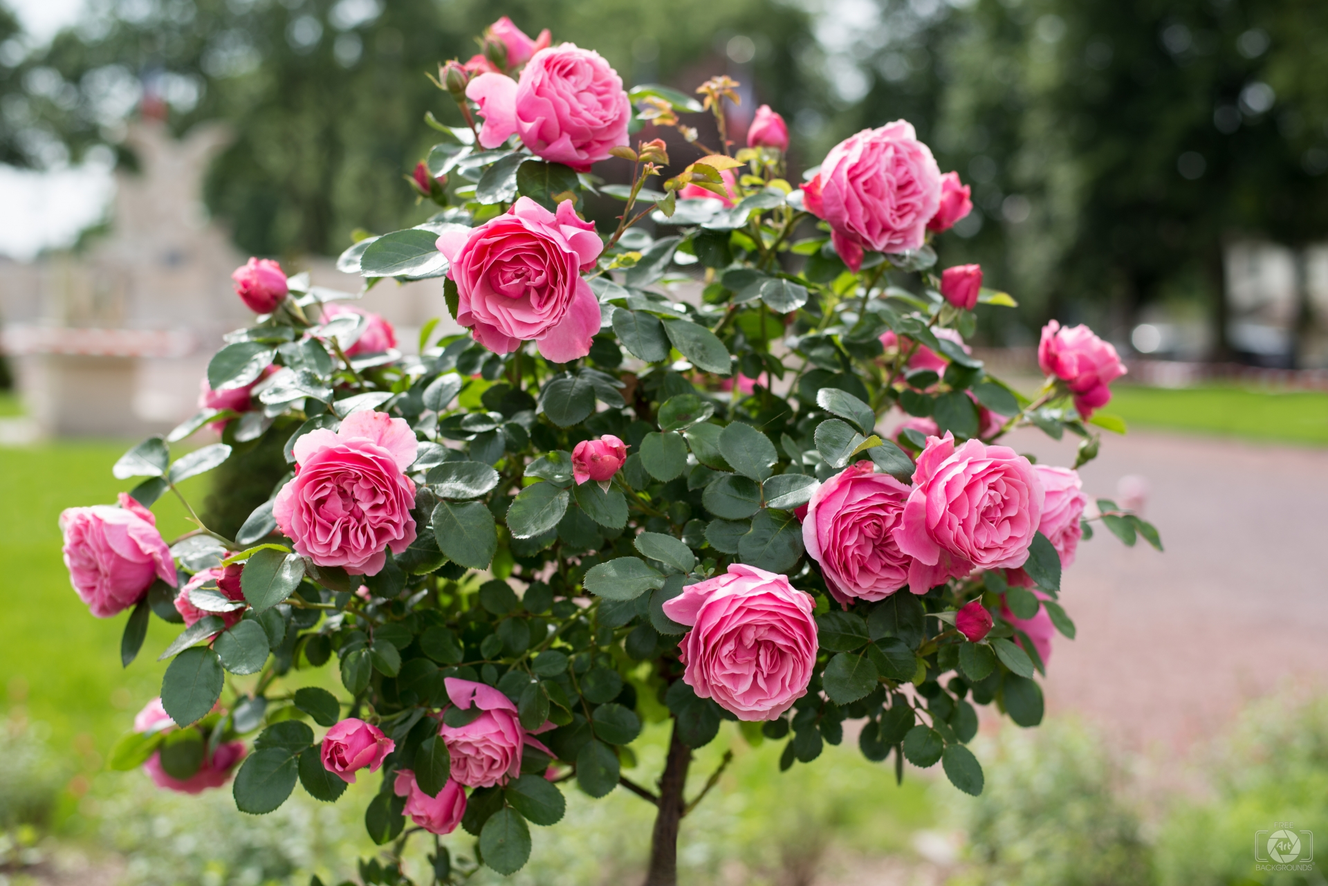 Pink Rose Bush Background Quality Free Background