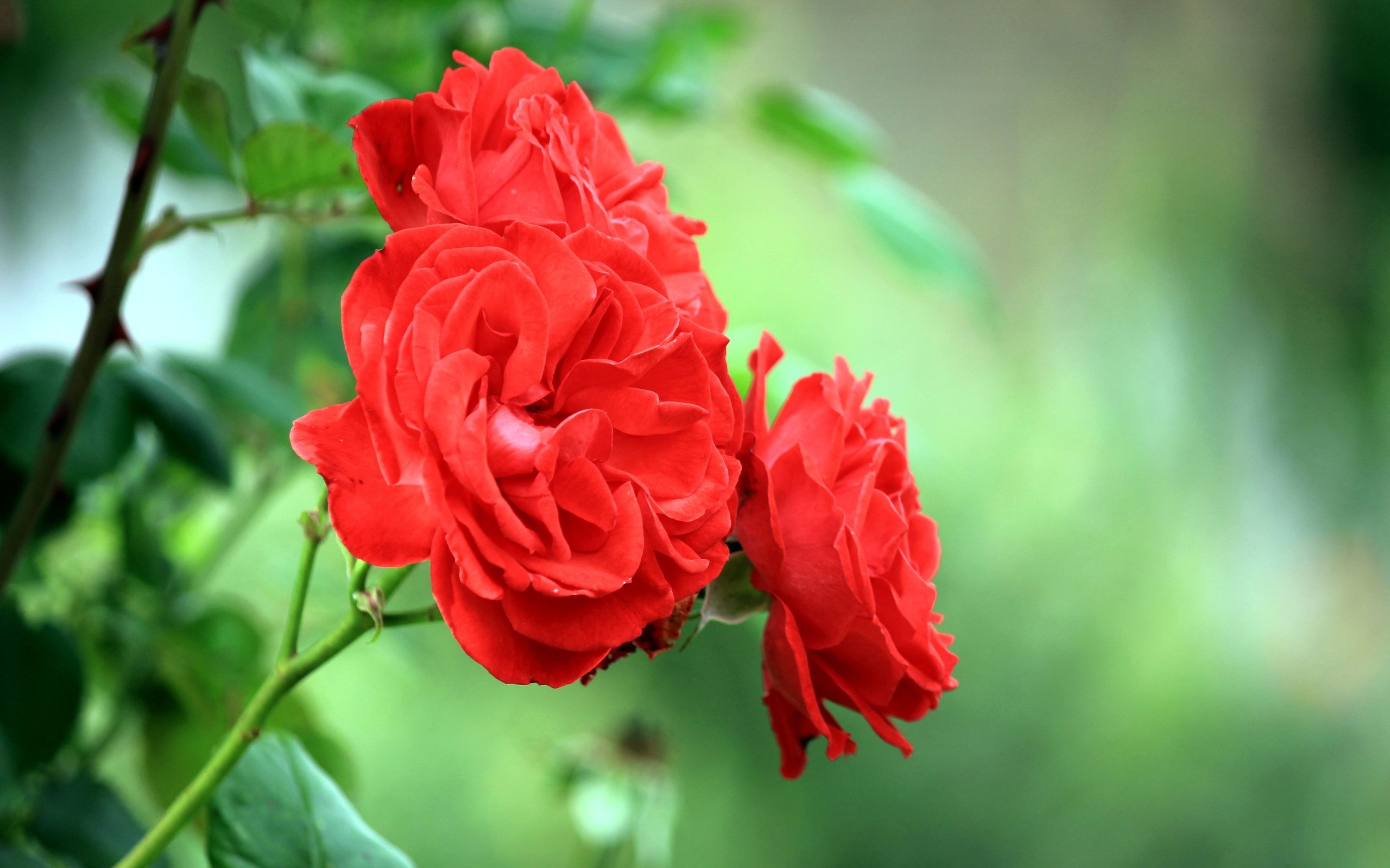 Beautiful Red Flowers 40975 2560x1600px