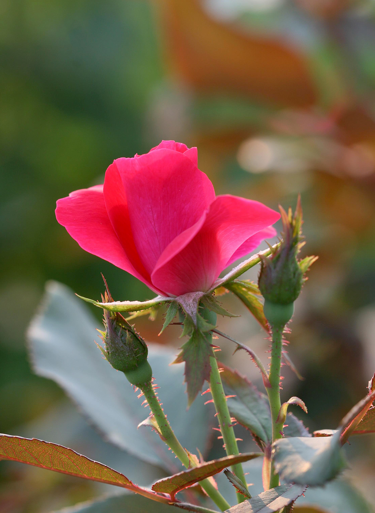 Rose Tree Wallpapers - Wallpaper Cave