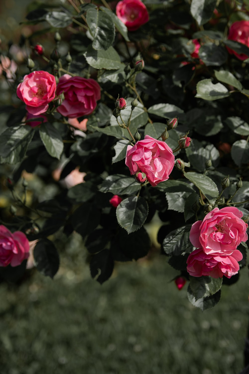 Rose Tree Picture. Download Free Image