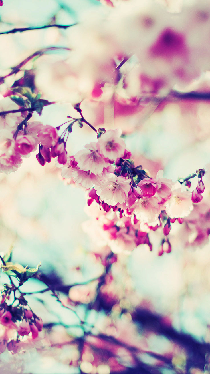 Spring iPhone Wallpaper Collection Blossom iPhone X Wallpaper & Background Download