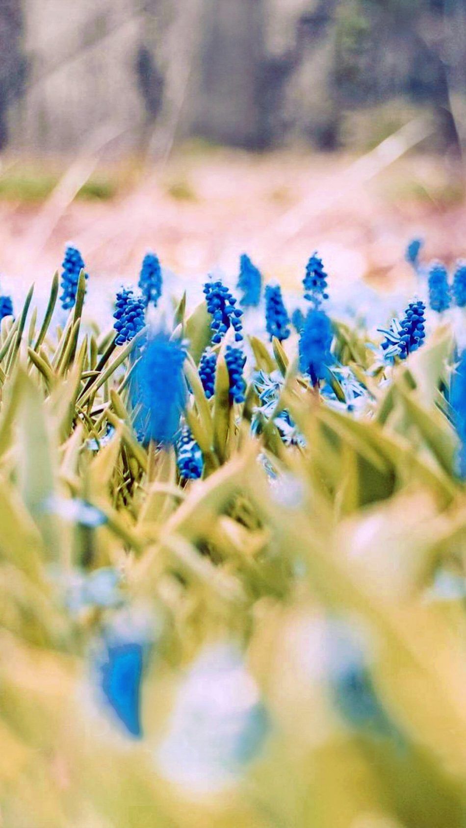 Blue Flowers Spring 4K Ultra HD Mobile Wallpaper. iPhone wallpaper, Spring wallpaper, Wallpaper