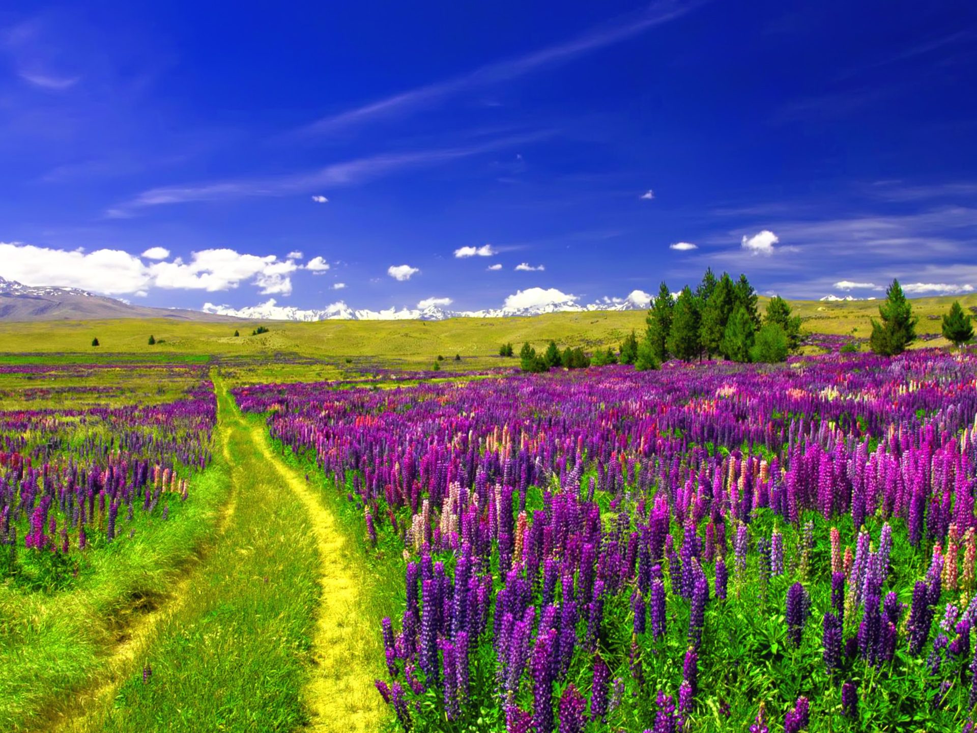 Spring Landscape Lupin Field Path 4k Ultra HD Wallpaper, Wallpaper13.com