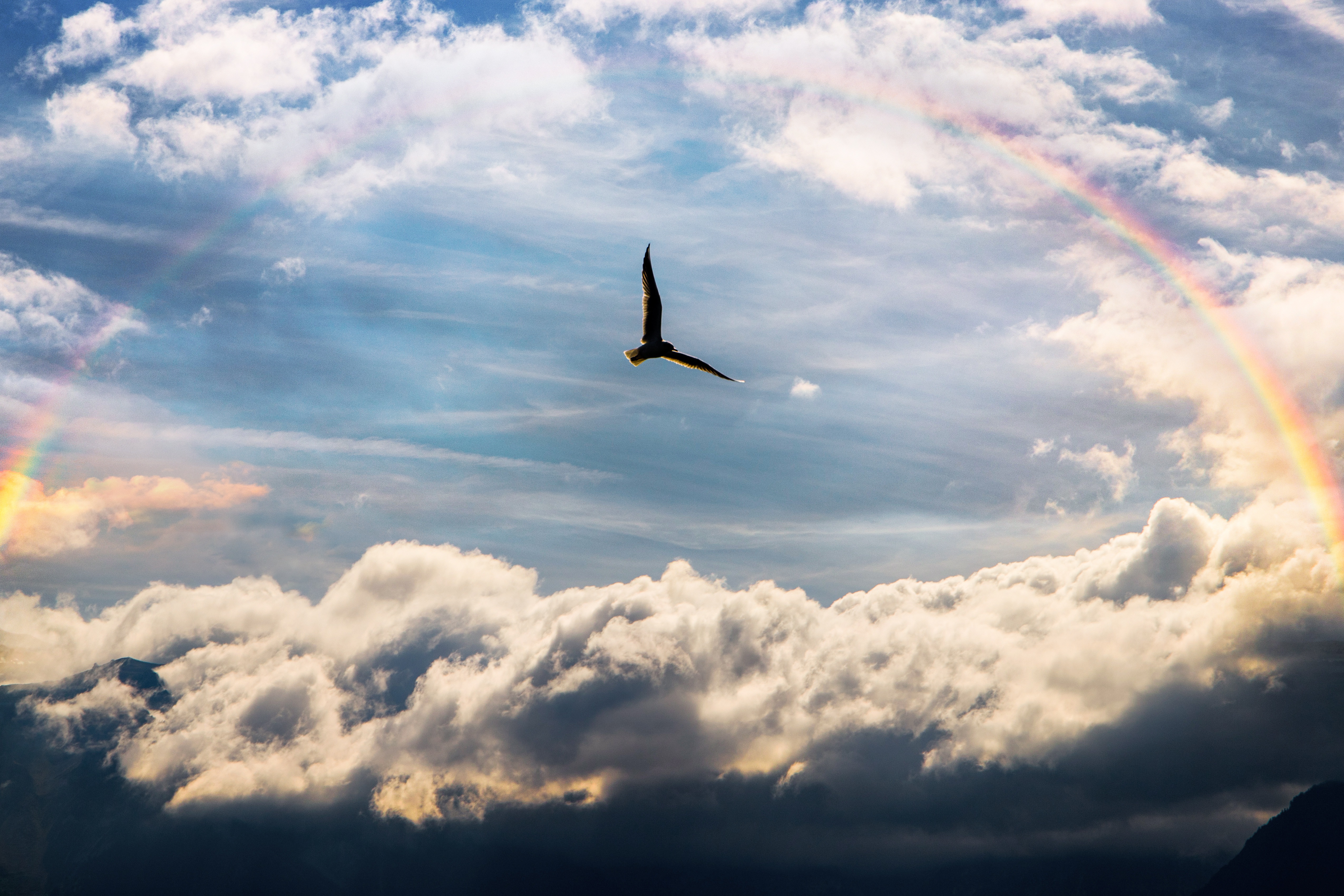 Sky Bird Rainbow 5k 2560x1600 Resolution HD 4k Wallpaper, Image, Background, Photo and Picture