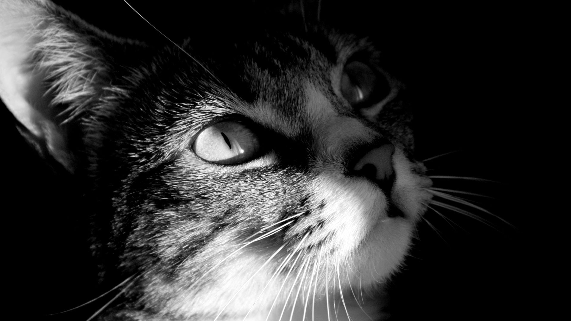 Cute Black and White Wallpaper