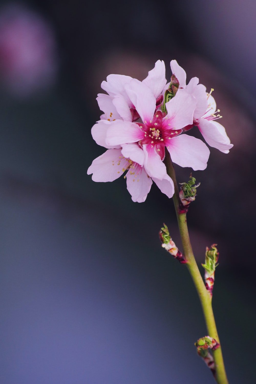 Almond Tree Wallpapers - Wallpaper Cave