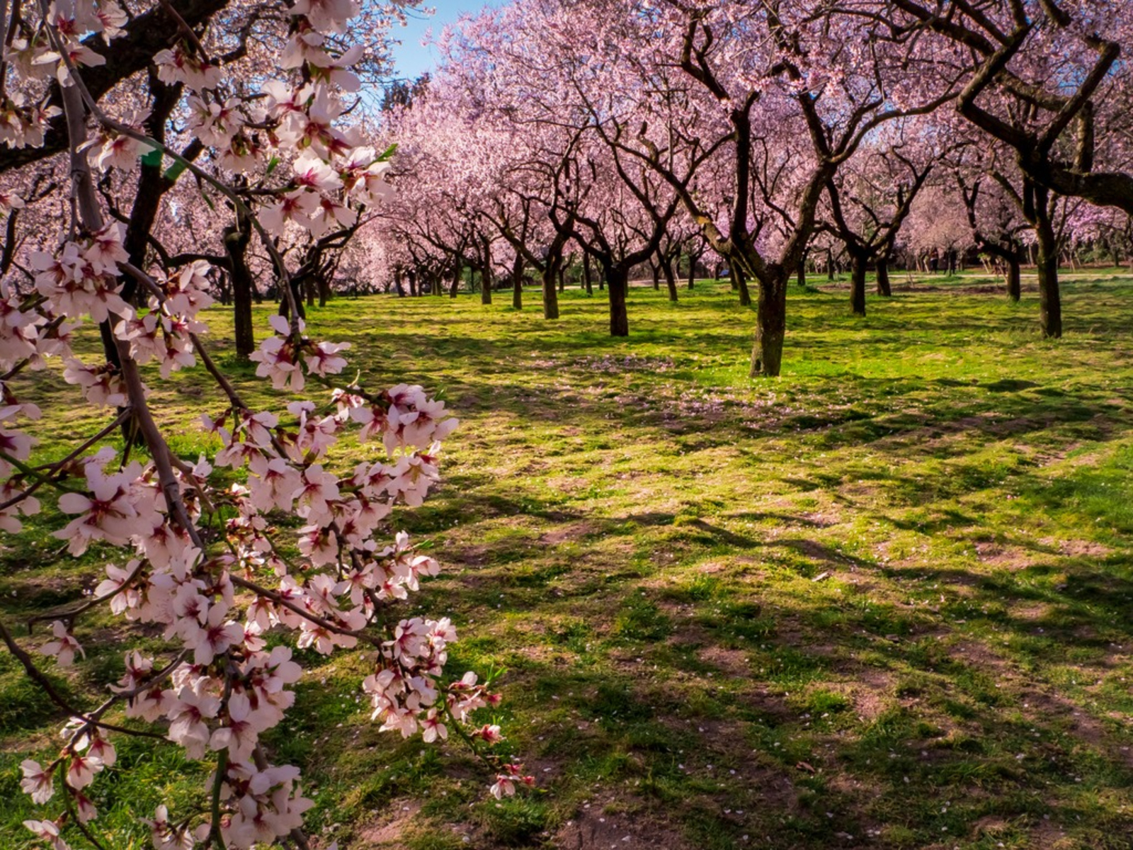 Flowering Pink Almond To Care For Growing Flowering Almonds