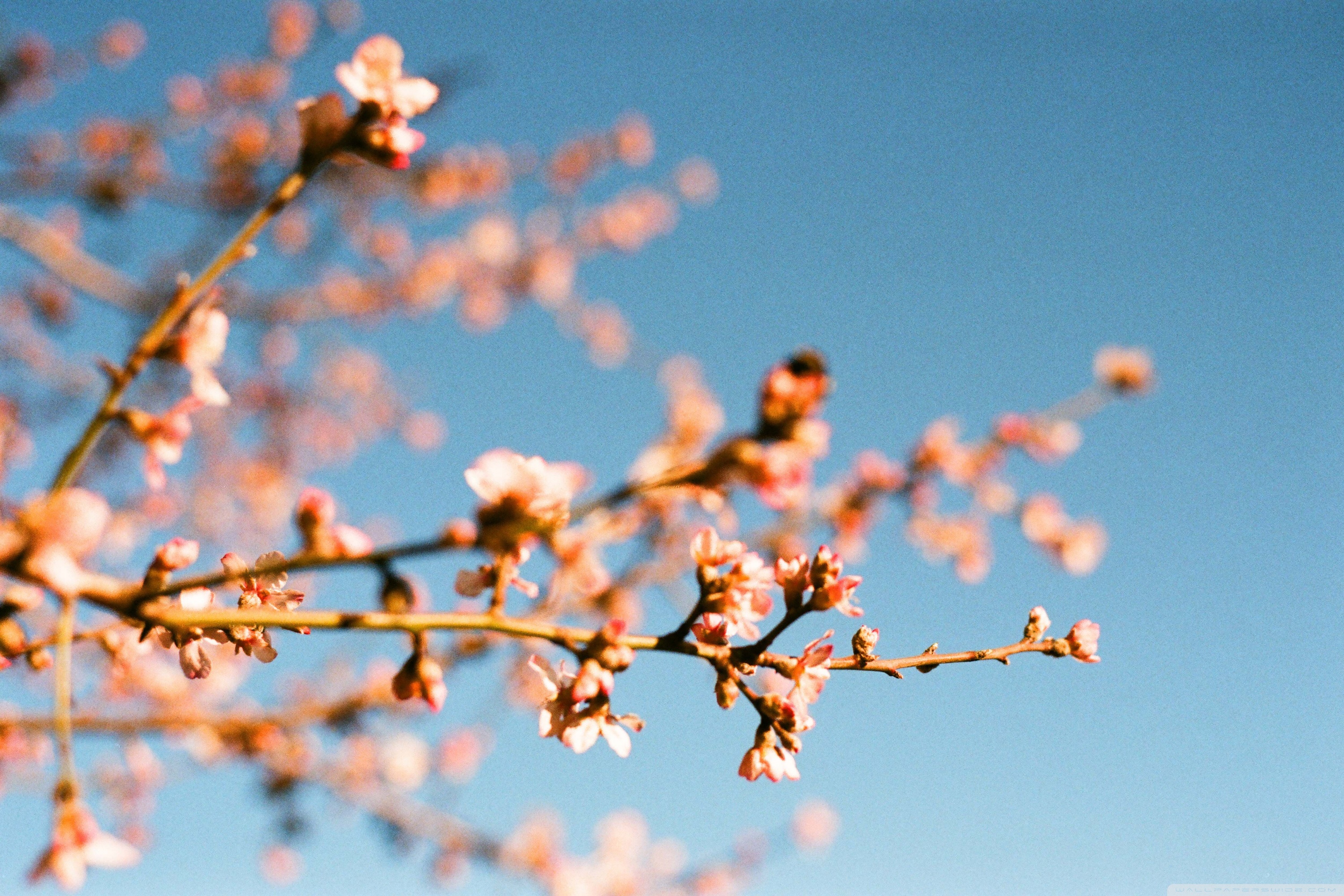 Almond Blossoms Ultra HD Desktop Background Wallpaper for 4K UHD TV, Widescreen & UltraWide Desktop & Laptop, Tablet