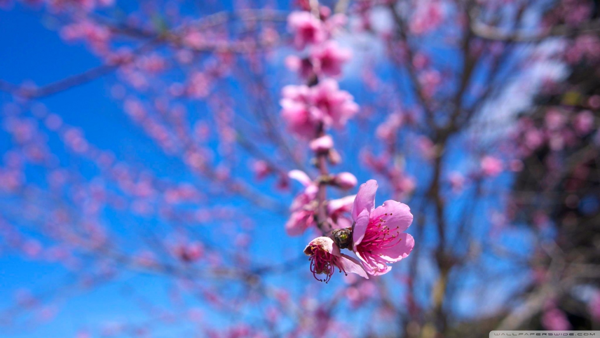 Almond Bloom Ultra HD Desktop Background Wallpaper for 4K UHD TV, Widescreen & UltraWide Desktop & Laptop, Tablet