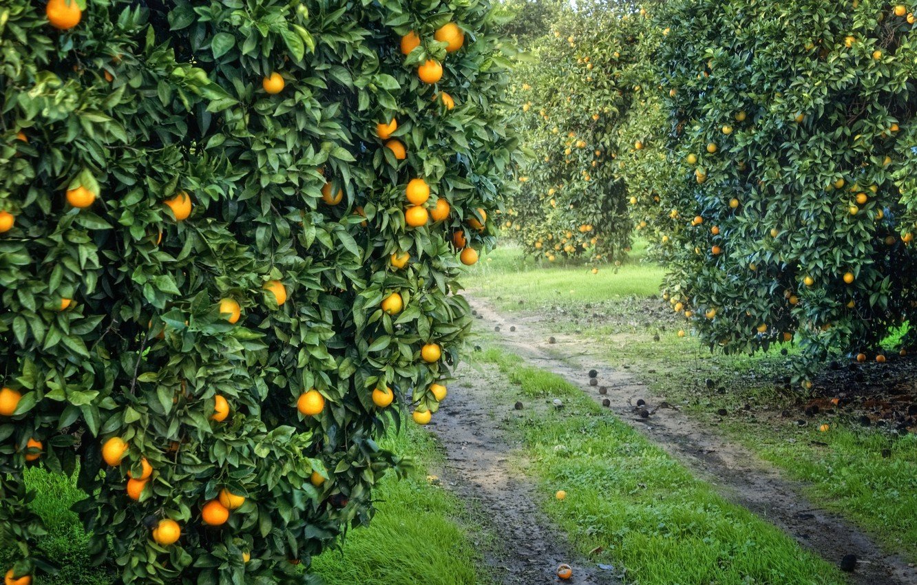 Wallpaper garden, harvest, fruit, orange, grove, orange image for desktop, section природа