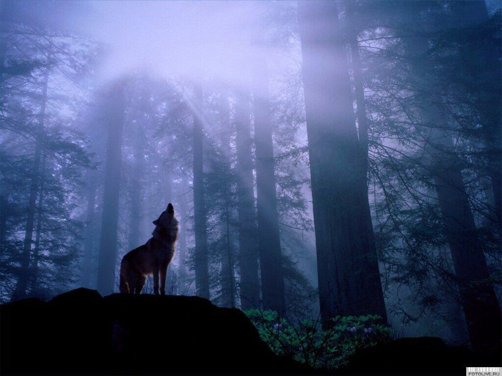Wolf Night Forest Wallpaper