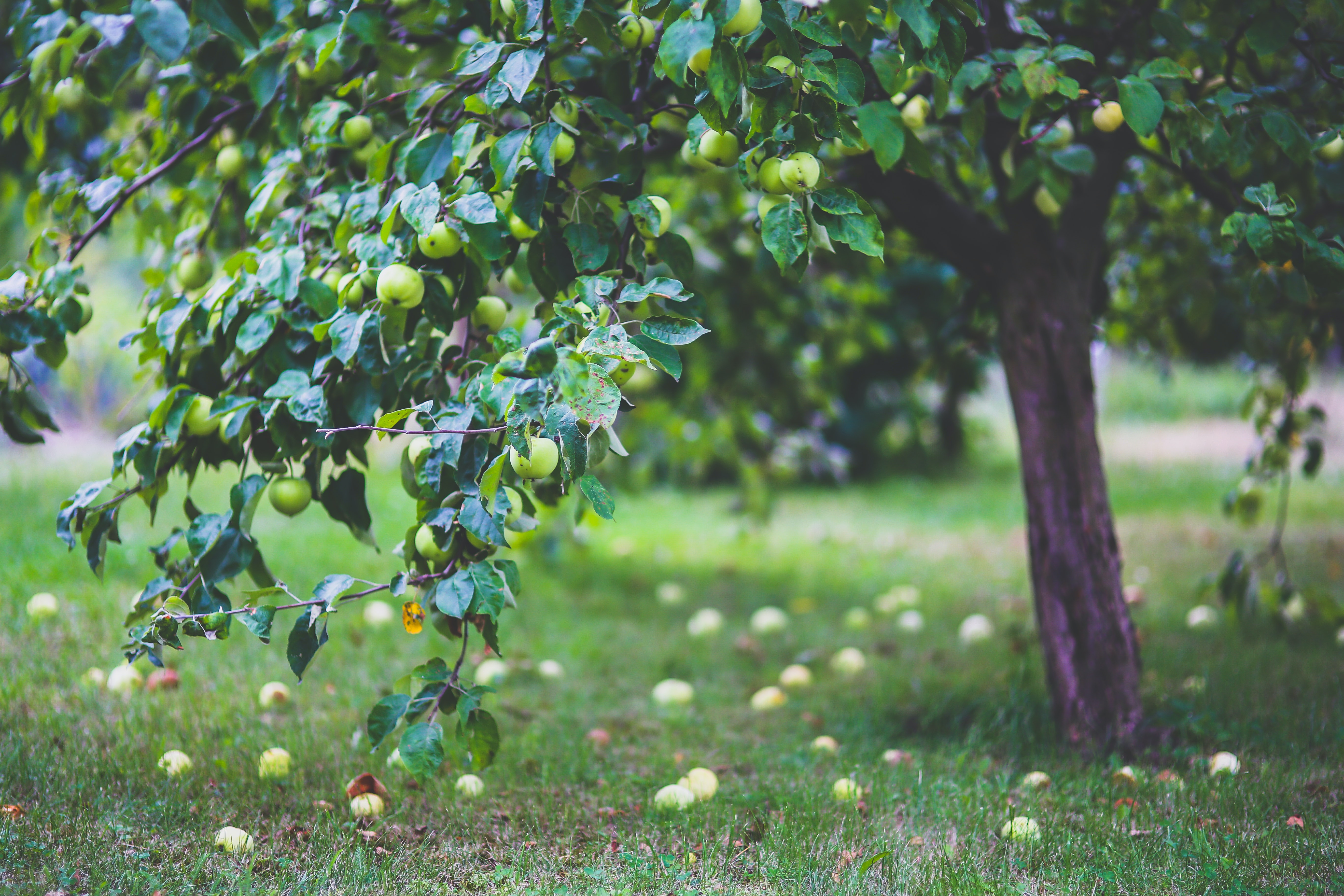 Best Fruit Tree Photo · 100% Free Downloads