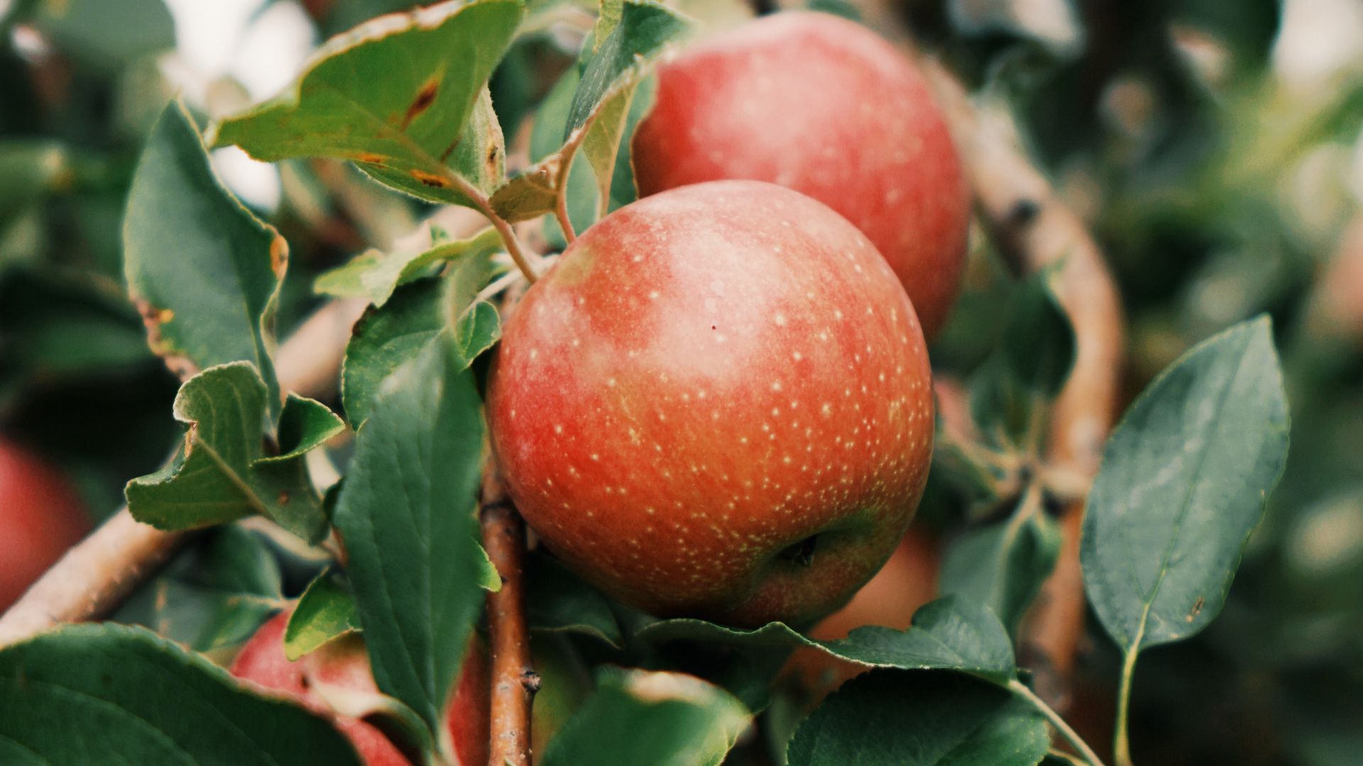 Download wallpaper 1920x1080 apples, fruit, branch, tree, garden full hd, hdtv, fhd, 1080p HD background