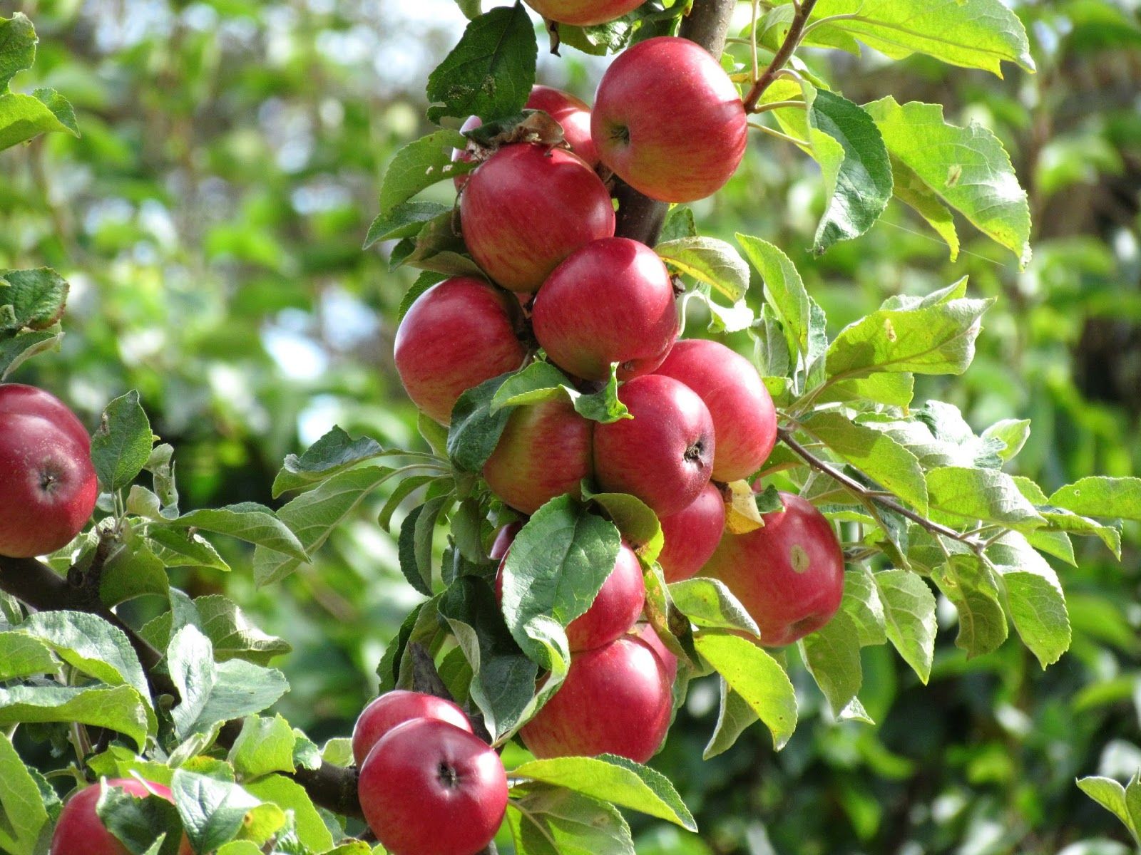 Apple Tree Image HD Wallpaper & Background Download