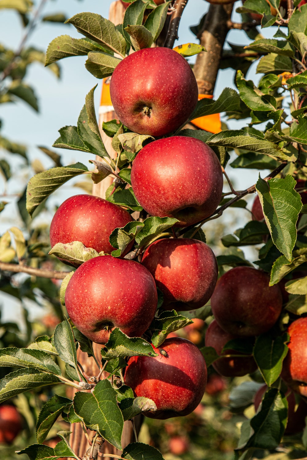 Fruit Trees Picture. Download Free Image
