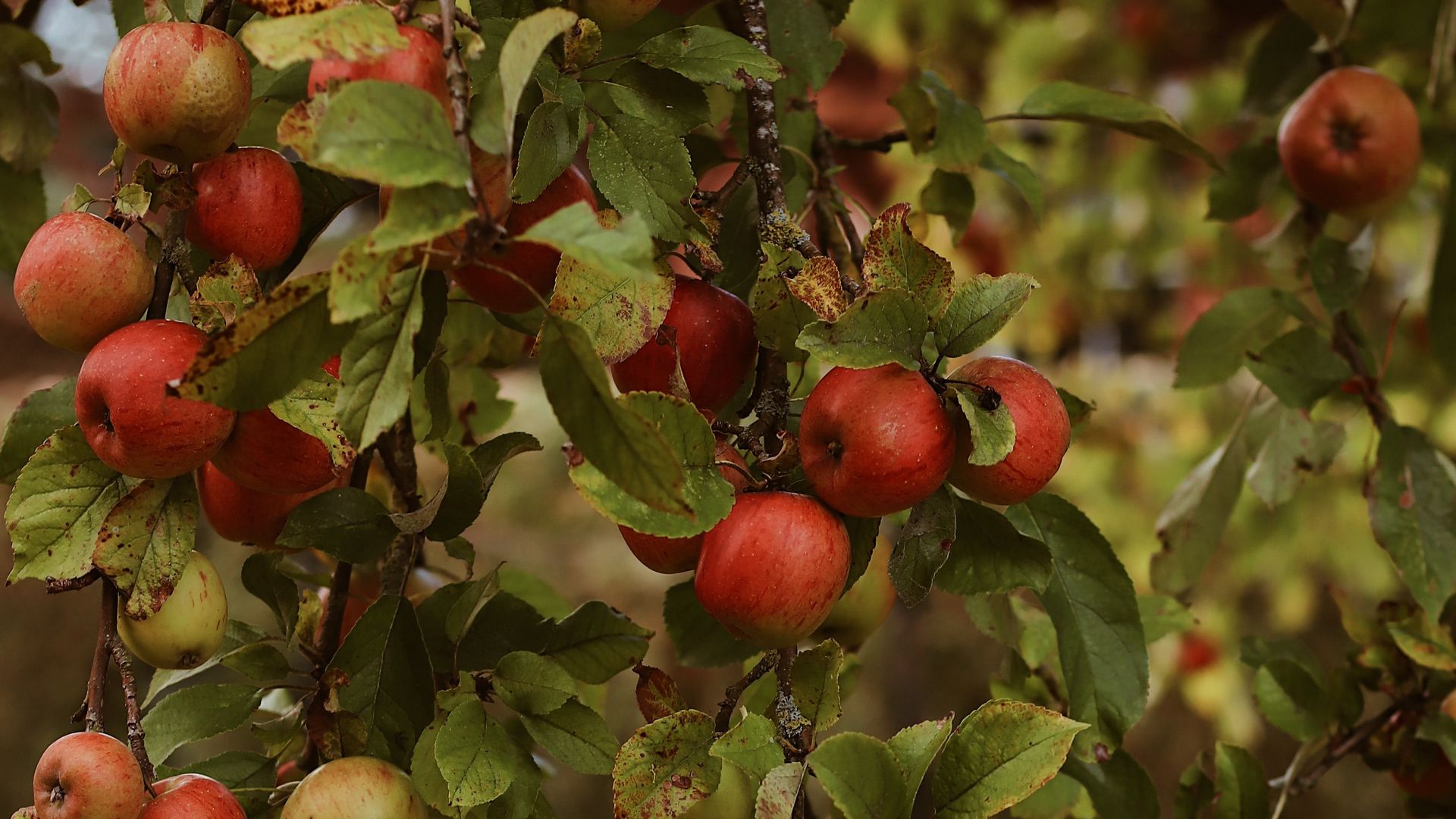 Apples, Garden, Fruit Wallpaper Free Download