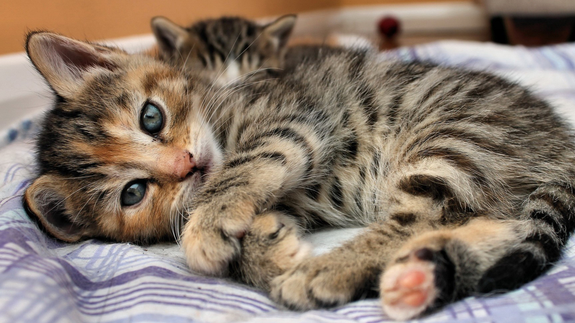 Tabby Kitten HD Wallpaper