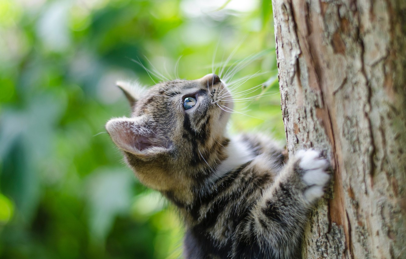 Wallpaper the trunk of the tree, climbs, tabby kitten image for desktop, section кошки