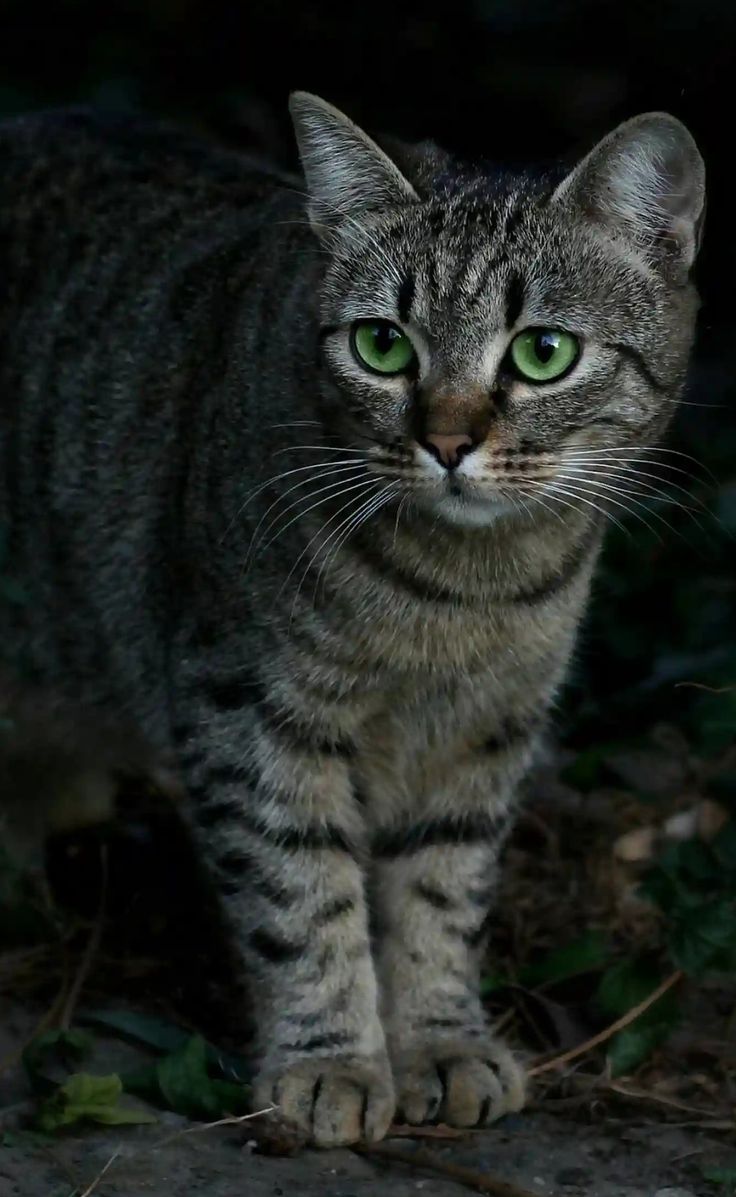 Tabby cat. Cute cats, Beautiful kittens, Cats
